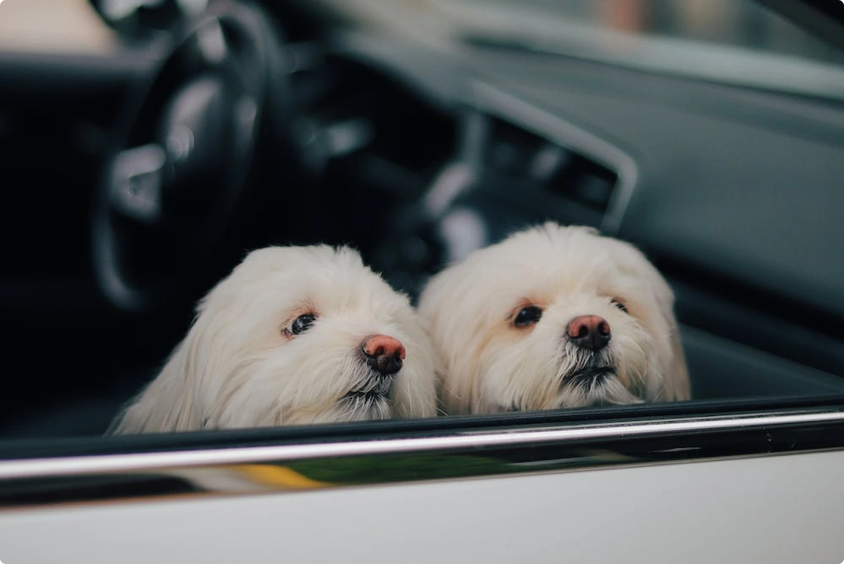 five-tips-for-getting-pet-hair-out-of-your-car